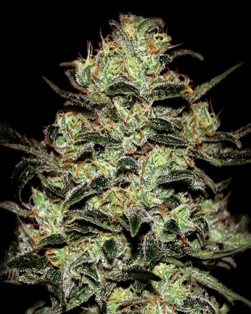 Moby Dick – Greenhouse Seed Co – Feminized