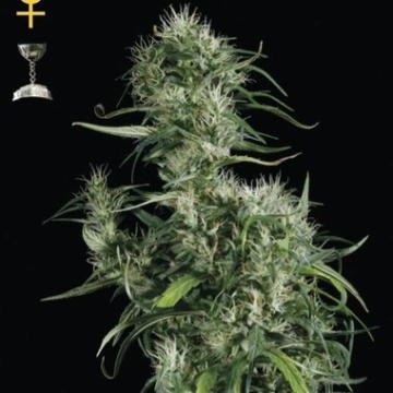 Neville Haze Feminized cannabis flower bud by Greenhouse Seed Co
