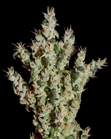 NL5 Haze Mist Feminized cannabis flower bud by Greenhouse Seed Co