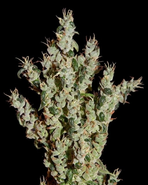 NL5 Haze Mist – Greenhouse Seed Co – Feminized