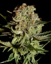 Super Bud Feminized cannabis flower bud by Greenhouse Seed Co