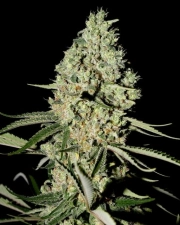 Super Critical Feminized cannabis flower bud by Greenhouse Seed Co