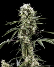Super Lemon Haze Feminized cannabis flower bud by Greenhouse Seed Co