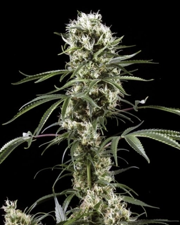 Super Lemon Haze Feminized cannabis flower bud by Greenhouse Seed Co