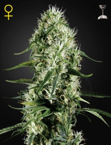 Super Silver Haze Feminized cannabis flower bud by Greenhouse Seed Co