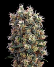 The Church Feminized cannabis flower bud by Greenhouse Seed Co