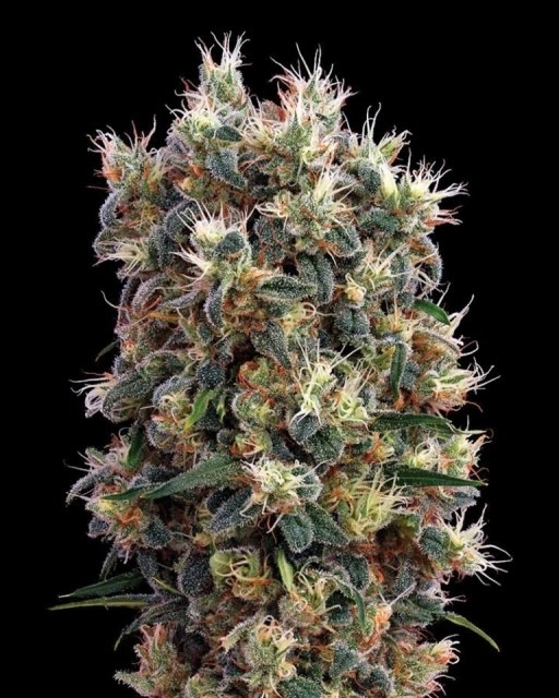 The Church – Greenhouse Seed Co – Feminized