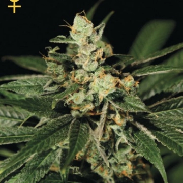Train Wreck Feminized cannabis flower bud by Greenhouse Seed Co