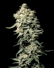 White Rhino Feminized cannabis flower bud by Greenhouse Seed Co