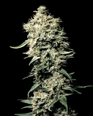 White Rhino Feminized cannabis flower bud by Greenhouse Seed Co