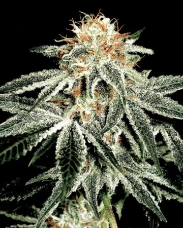 White Widow Feminized cannabis flower bud by Greenhouse Seed Co