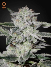 Sweet Valley Kush Feminized cannabis flower bud by Greenhouse Seed Co