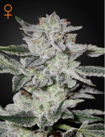 Sweet Valley Kush Feminized cannabis flower bud by Greenhouse Seed Co