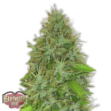 2 Fast 2 Vast Auto Feminized cannabis flower bud by Heavyweight Seeds