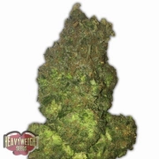 Auto Fruit Punch Autoflowering cannabis flower bud by Heavyweight Seeds