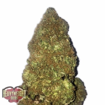Auto Jackpot Autoflowering cannabis flower bud by Heavyweight Seeds