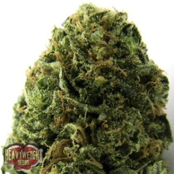 Auto Massive Midget Autoflowering cannabis flower bud by Heavyweight Seeds