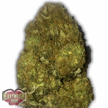 Auto Skunky Monkey Autoflowering cannabis flower bud by Heavyweight Seeds