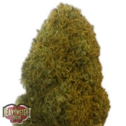 Champion Feminized cannabis flower bud by Heavyweight Seeds