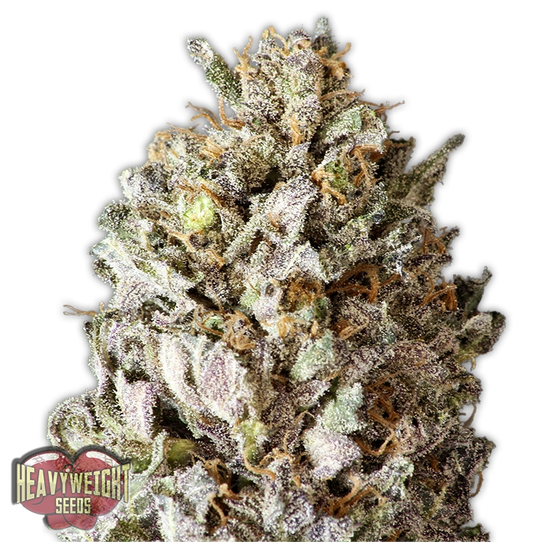 Diesel Drift – Heavyweight Seeds – Feminized