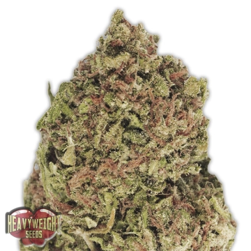 Dream Machine Feminized cannabis flower bud by Heavyweight Seeds