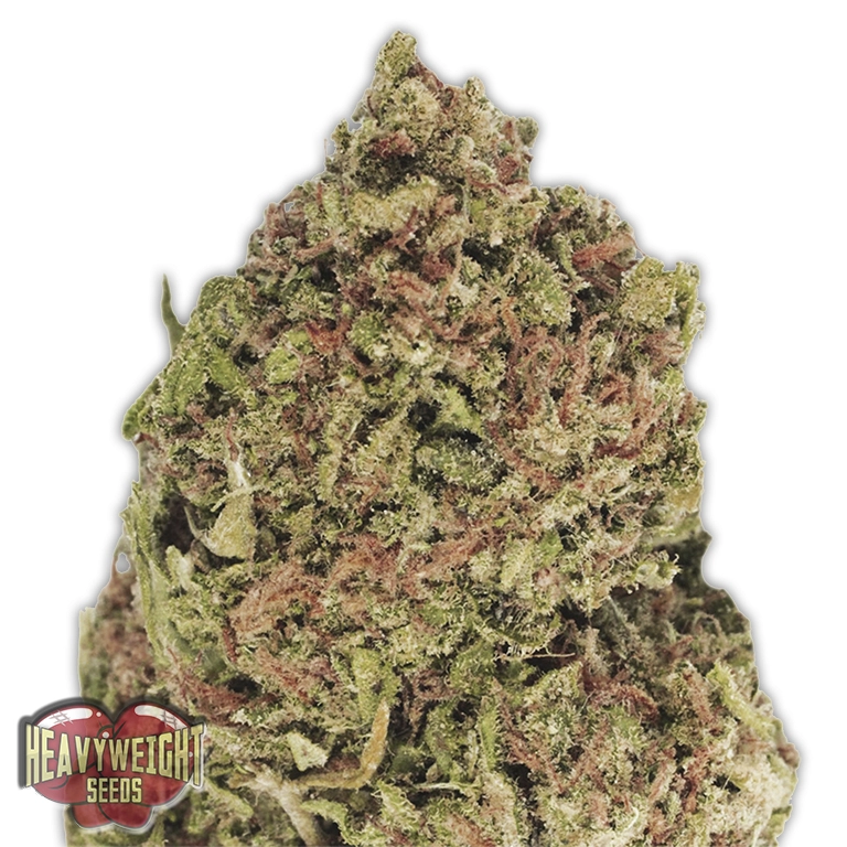 Dream Machine – Heavyweight Seeds – Feminized