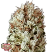 Extreme Impact Auto Autoflowering cannabis flower bud by Heavyweight Seeds