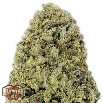 Fast And Vast Auto Feminized cannabis flower bud by Heavyweight Seeds