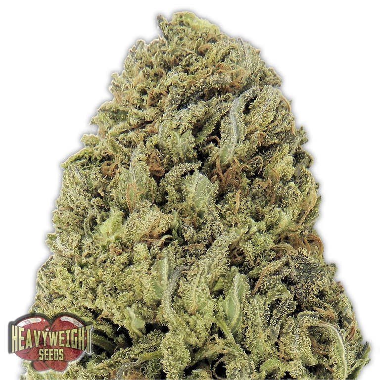 Fast And Vast Auto – Heavyweight Seeds – Autoflowering