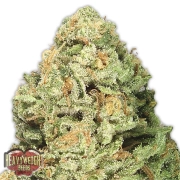 Fruit Punch Feminized cannabis flower bud by Heavyweight Seeds