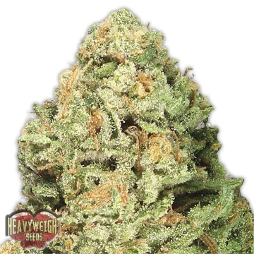 Fruit Punch Feminized cannabis flower bud by Heavyweight Seeds