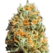 Fully Loaded Auto Autoflowering cannabis flower bud by Heavyweight Seeds