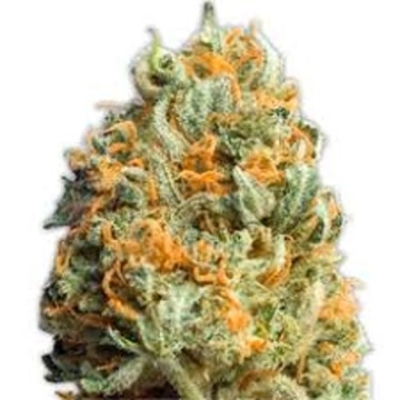 Fully Loaded Auto Autoflowering cannabis flower bud by Heavyweight Seeds