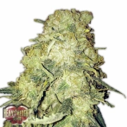 Gold Mine Autoflowering cannabis flower bud by Heavyweight Seeds