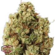 Green Ninja Feminized cannabis flower bud by Heavyweight Seeds