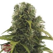 High Density Auto Autoflowering cannabis flower bud by Heavyweight Seeds