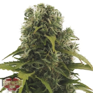 High Density Auto Autoflowering cannabis flower bud by Heavyweight Seeds