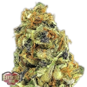 K.O. Kush Feminized cannabis flower bud by Heavyweight Seeds