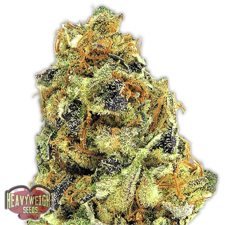 K.O. Kush – Heavyweight Seeds – Feminized