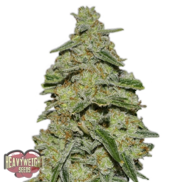 Lemon Cake Feminized cannabis flower bud by Heavyweight Seeds