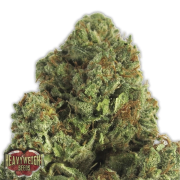 Midnight Mass Feminized cannabis flower bud by Heavyweight Seeds