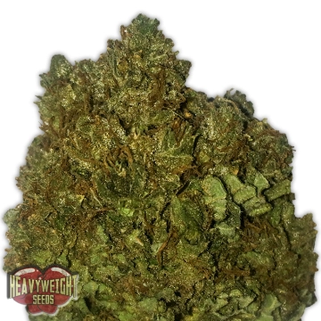 Money Bush Feminized cannabis flower bud by Heavyweight Seeds