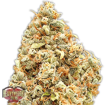 Monster Profit Feminized cannabis flower bud by Heavyweight Seeds