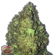 Short and Sweet Auto Autoflowering cannabis flower bud by Heavyweight Seeds