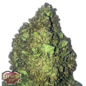 Short and Sweet Auto Autoflowering cannabis flower bud by Heavyweight Seeds