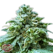 Superb OG Feminized cannabis flower bud by Heavyweight Seeds
