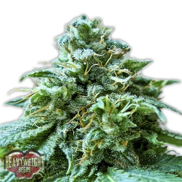 Superb OG Feminized cannabis flower bud by Heavyweight Seeds