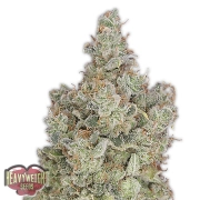 Total Paralysis Feminized cannabis flower bud by Heavyweight Seeds