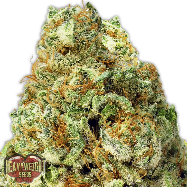 Turbo Bud Auto – Heavyweight Seeds – Autoflowering