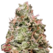 Waist Deep Auto Autoflowering cannabis flower bud by Heavyweight Seeds